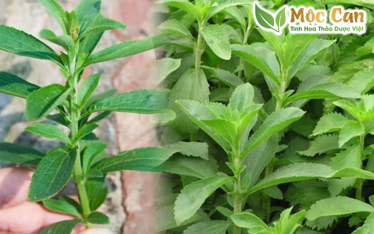 Giải mã Cỏ ngọt - thành phần có trong các sản phẩm trà Mộc Can 1 Giải mã Cỏ ngọt - thành phần có trong các sản phẩm trà Mộc Can 1